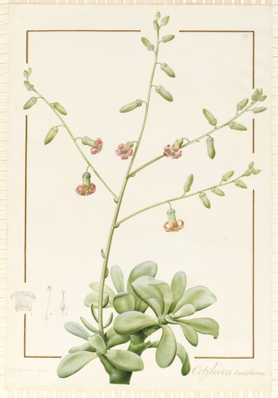 Cotylédon Cardiflorum, 1813 - Pierre Joseph Redouté